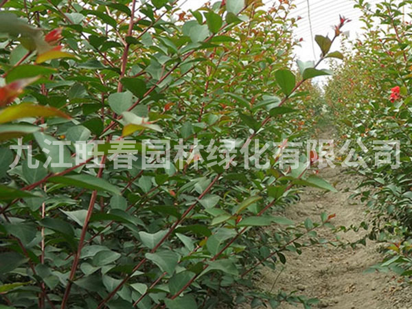 紫薇苗 